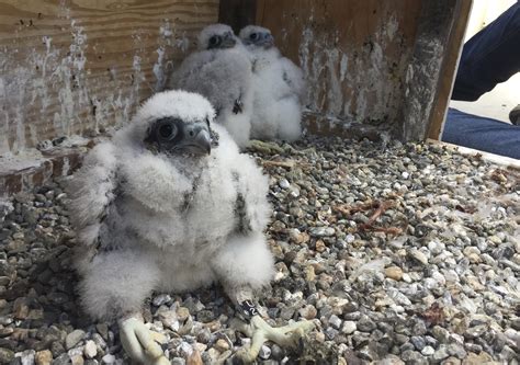Raising Peregrine Falcon Chicks Is A Real Cliff Hanger Video