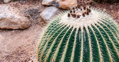 10 Best Large Cactus Plants