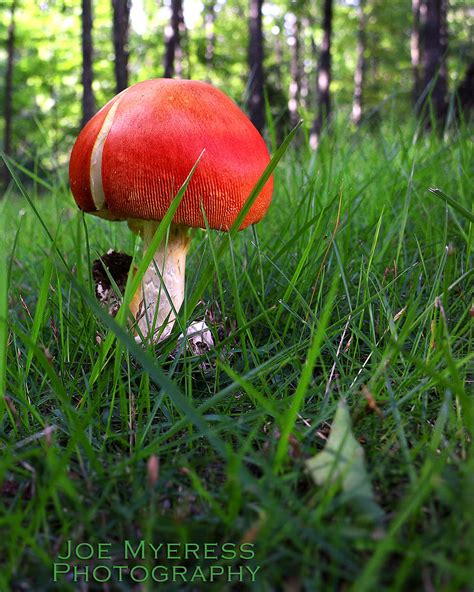 Red Top Mushroom My Favorite Images
