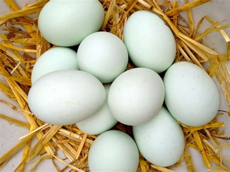 Duck Eggs For Sale Millstreetie