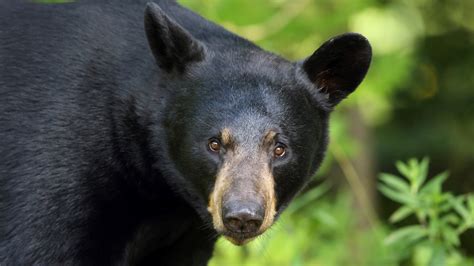 American Black Bear Habitat