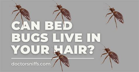 Can Bed Bugs Live In Your Hair Explained With Examples