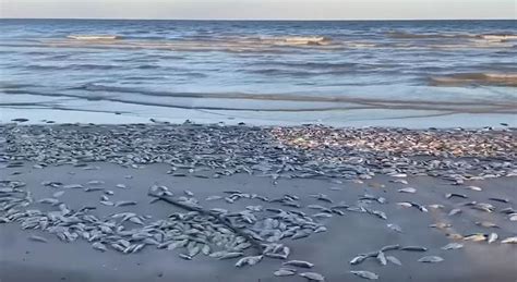 Why Are Tons Of Dead Fish Washing Ashore On Texas Gulf Coast