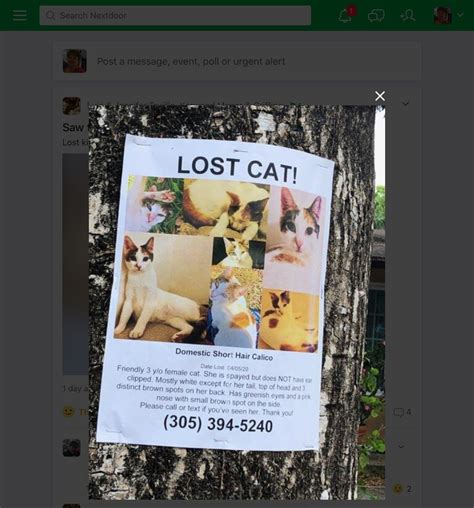 Pin By Nancy Gomes On Animals Lostfound Cats Lost Cat Domestic