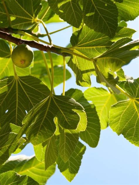 Symbolism Of Fig Tree Spiritual Meaning And Biblical Symbol Sarah Scoop