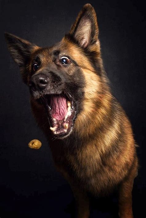 Delightful Photos Of Dogs Pulling Hilarious Faces When Catching Treats