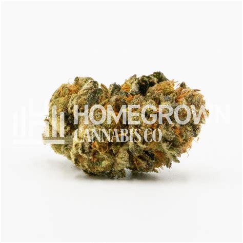 Feminized Stardawg Seeds Homegrown Cannabis Co