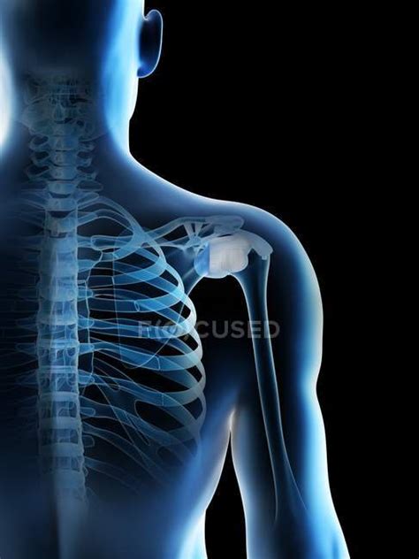 Abstract Male Shoulder Bones Computer Illustration — Anatomy