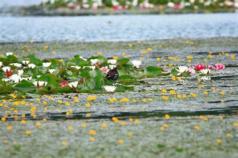 Lotus Blooming In The Lake Stock Photo Image Of Nanhaizi 184212102