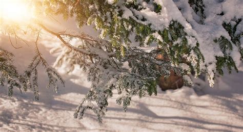 Free Images Tree Nature Branch Snow Winter Sunlight Leaf Frost