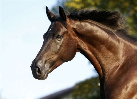 westphalian horse full profile history  care