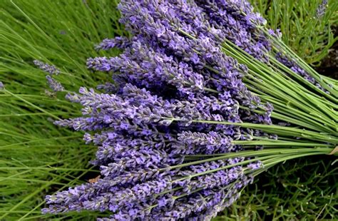 Lavender Flower Bing Images In 2020 Lavender Flowers