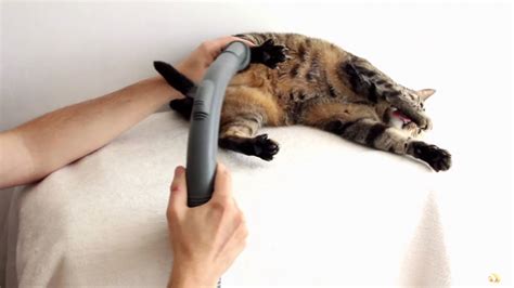 Cute Video Cat Really Loves Being Vacuumed