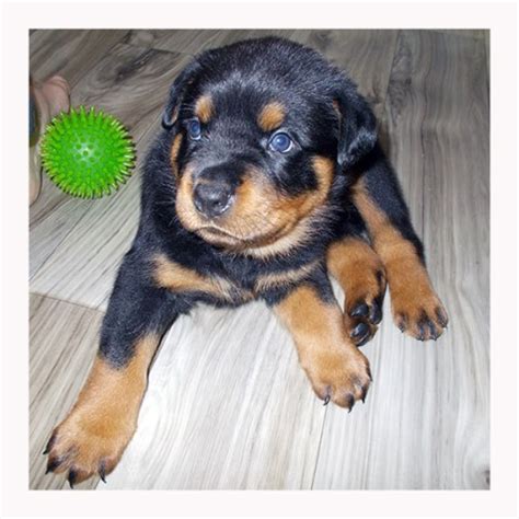We are pure bred german rottweiler breeders with puppies for sale. Rottweiler puppy dog for sale in Tucson, Arizona