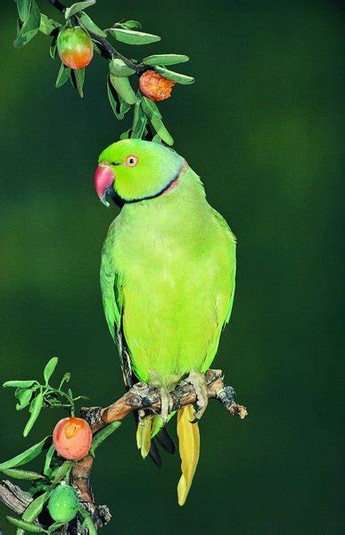 What Is The Difference Between African Ringneck And Indian Ringneck Parrots Pets