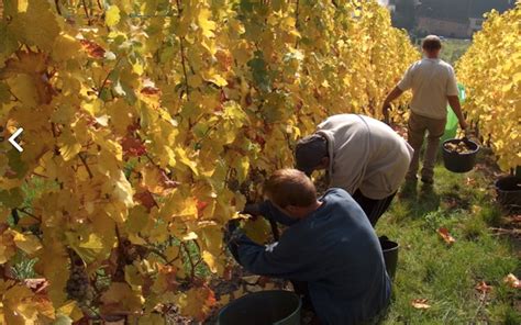 Harvest Report Alsace 2016 Gismondi On Wine