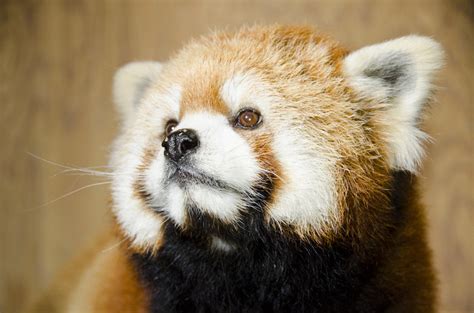 Woodland Park Zoo Mourns Death Of Red Panda Stellar Red Pandazine