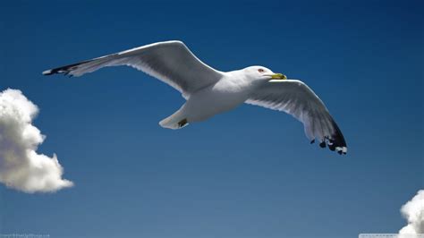 Seagull Wallpapers Top Free Seagull Backgrounds Wallpaperaccess