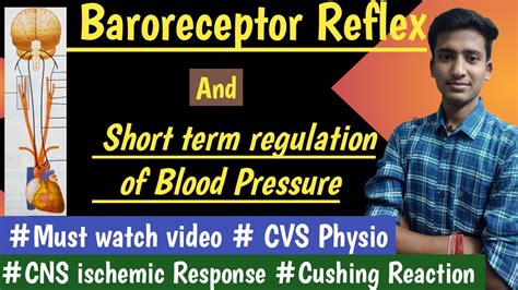 Baroreceptor Reflex Short Term Regulation Of Arterial Blood Pressure