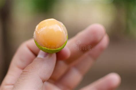 Mamon Fruit Open Shell In Half Stock Image Image Of Food