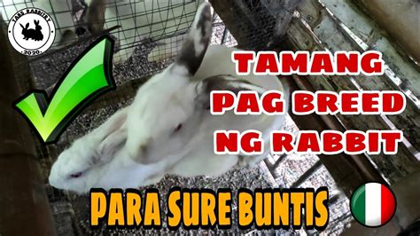 Paano Mag Breed Ng Rabbit How To Breed Rabbits At Home Rabbit Farming Philippines Tabs