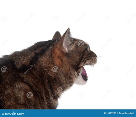 Tabby Cat Hissing Royalty Free Stock Image Image 16197206