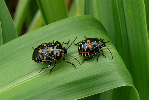 Fileharlequin Bug Adult And Nymph Wikipedia The Free Encyclopedia