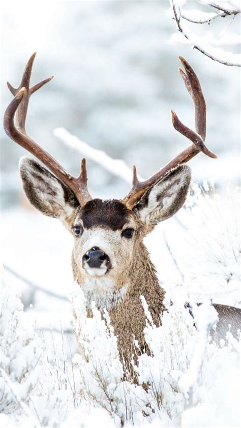Deer Winter Snow 4k Ultra Hd Mobile Wallpaper Wild Animals Photos