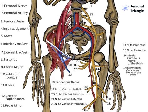 The Femoral Nerve Entrapment And Anterior Thigh Pain