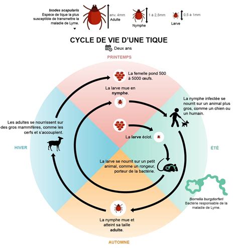 Infographie Comment Les Tiques Transmettent La Maladie De Lyme