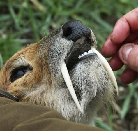 These Chinese Water Deer With Fangs Are Very Real And Strangely