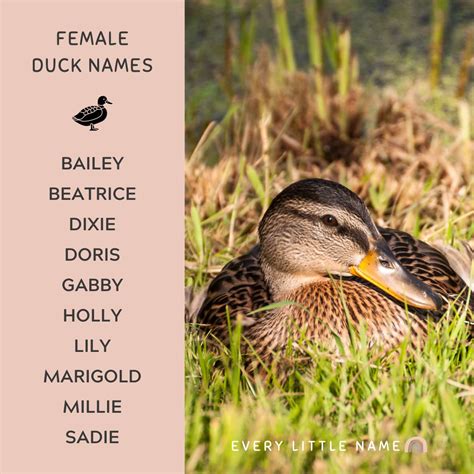 200 Best Duck Names Cute Funny And Quack Tastic Every Little Name