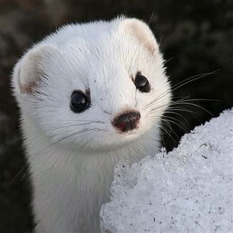 Snow Weasel Cute Animals Animals Beautiful Animals