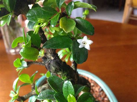 Flowering Fukien Tea Bonsai Tree Care About Bonsai