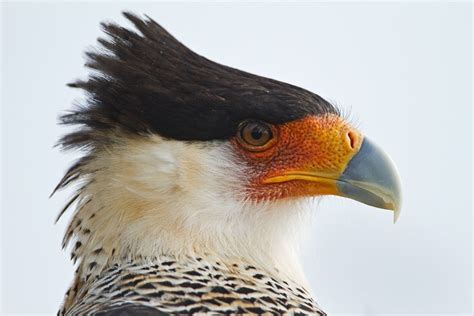 Mexican Eagle Birds Mexican Eagle Pet Birds