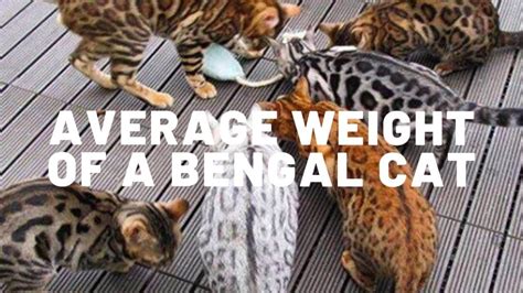 How Do Bengal Cats Compare In Size To Other Breeds Authentic Bengal Cats
