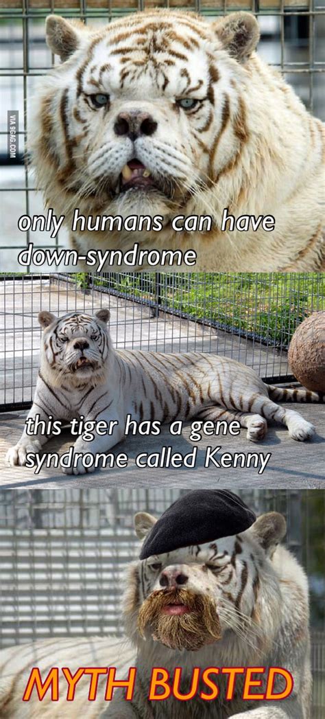 To The Post About The Tiger With Down Syndrome 9gag