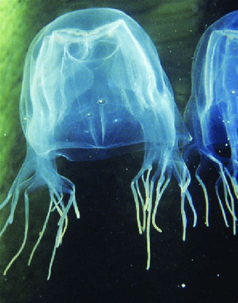 Eye See But What A Box Jellyfish Of The Genus Chironex The Species