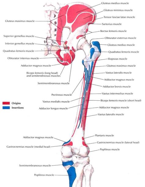 A bursa that sometimes causes problems in the hip is sandwiched between the bump on the outer hip (the greater trochanter) and the muscles and tendons that cross over the bump. Muscle insertions and origins of the posterior aspect of ...