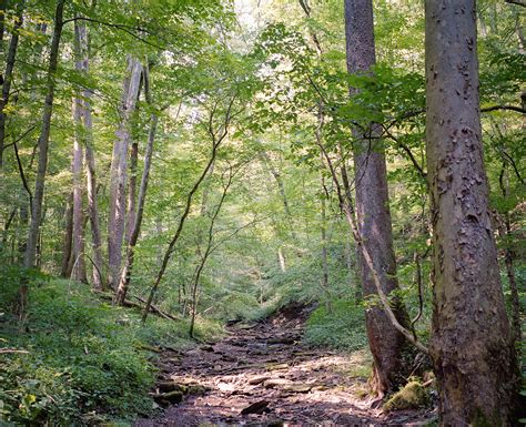 Wayne Forest Trail Tour - BIKEPACKING.com