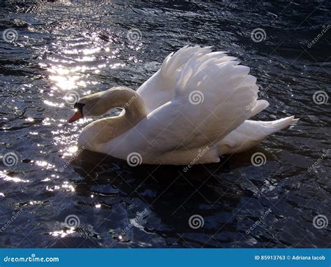 Perfil De Um Olor Branco Do Cygnus Da Cisne Muda Em Seu Habitat Imagem
