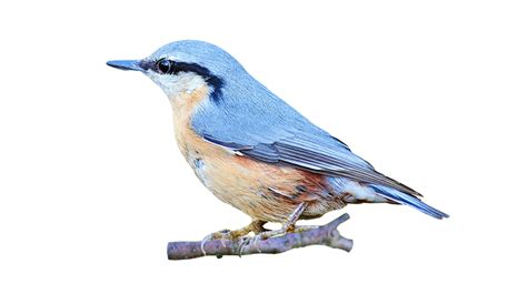 Portable Network Graphics Clip Art Image Bird  Animated Bird Png