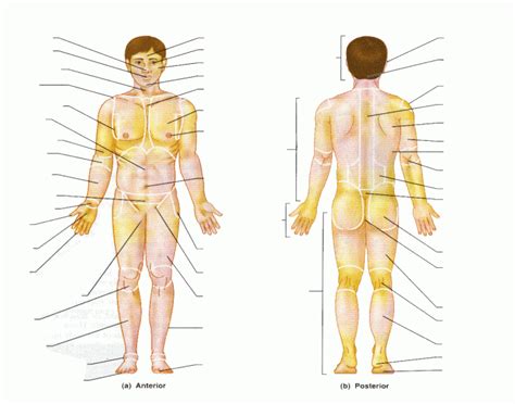 Find the indicated structures in the diagrams provided, based on the directional terms given. THE BODY LANDMARKS - PurposeGames