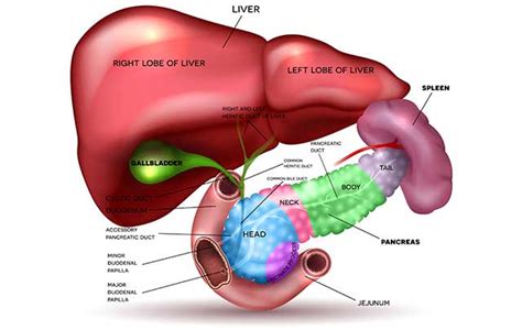 The remaining tissue consists of endocrine cells called. Organ Meats: 10 Healthy and Nutritious Options | Nutrition ...