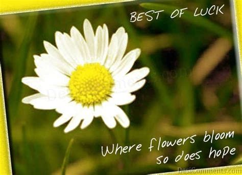 Flower quotes for every occasion. Best Of Luck Graphic - DesiComments.com