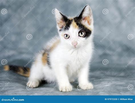 Calico White Kitten Cat Stock Photo Image Of Georgia 97972320