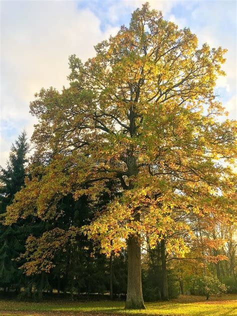 Golden Oak Tree At Autumn Season As A Background Stock Image Image Of