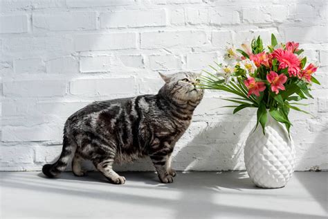 Lily Toxicity In Cats What You Need To Know Kingsdale Animal Hospital