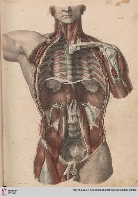 Bourgery Jean Baptiste Marc Jacob Nicolas Henri Hrsg Traité complet de l anatomie de l