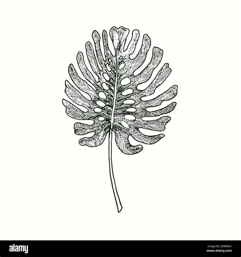 Split Philodendron Palm Leaf Front View Ink Black And White Doodle